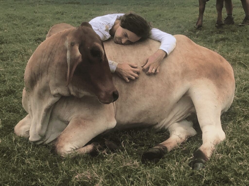 cow cuddling therapy, North queensland, Brisbane, Indian Cow, Mental healing, Australia, ગાય, ક્વિન્સલેન્ડ, ઓસ્ટ્રેલિયા, 