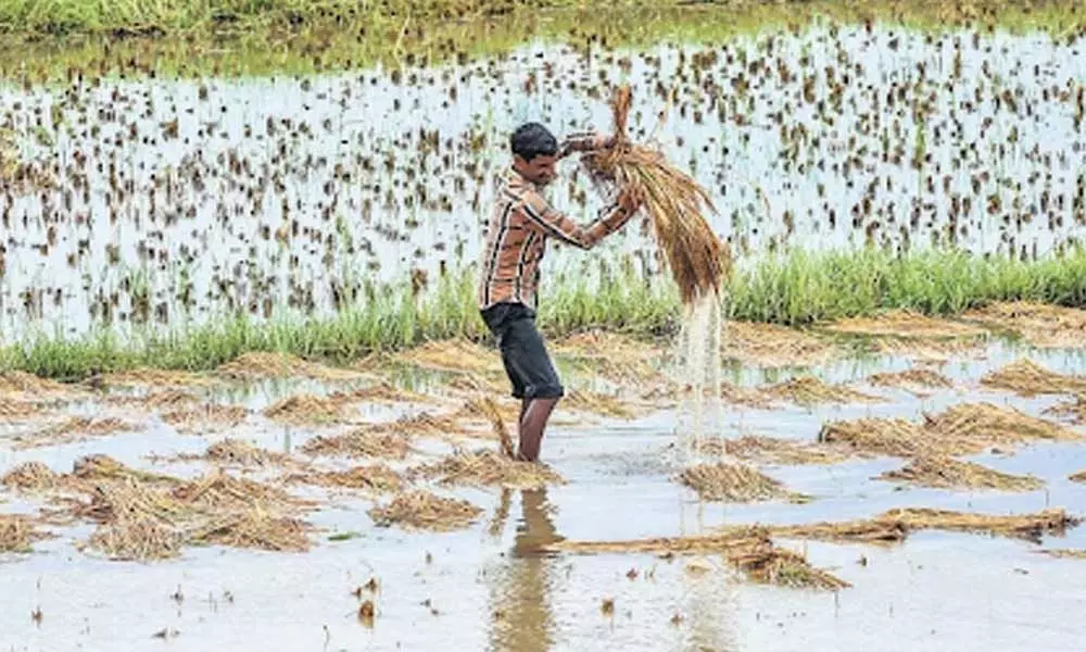 ગુજરાત, ખેડૂત, પાક નુકસાન, ભૂપેન્દ્ર પટેલ, Gujarat Flood, Kharif Crop, Farmers Package, Farmers Help,