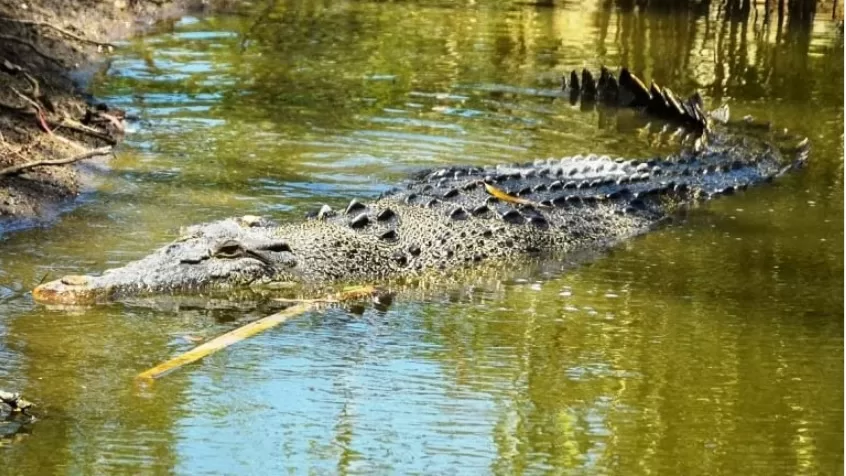 North Queensland Bilabong Sanctuary, Crocodile Escaped, Queensland Wildlife Sancruary, 