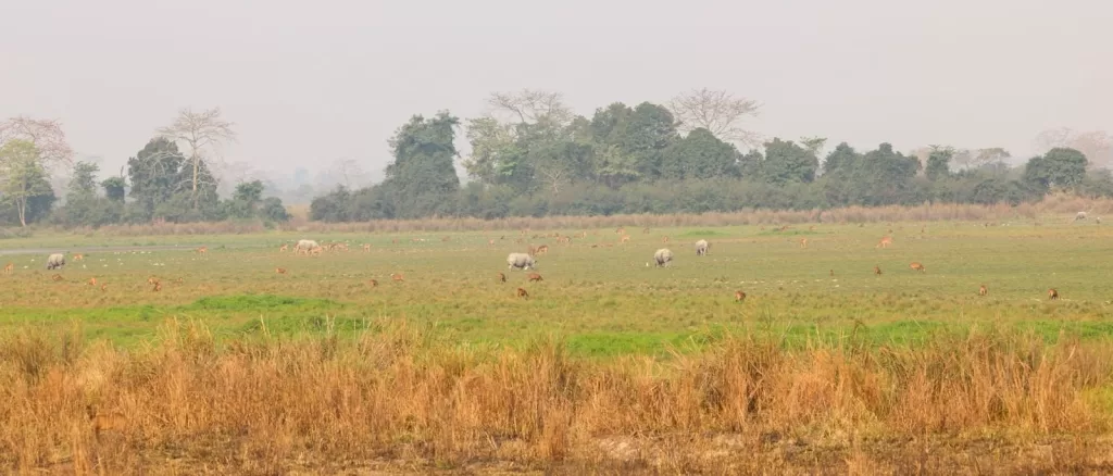 Assam Kaziranga National Park, Narendra Modi, Arunachal Pradesh, Pm Modi, 