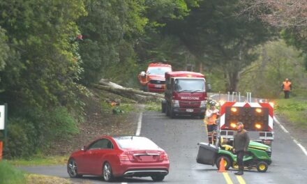 ન્યુઝીલેન્ડમાં ભારે પવનના કારણે વૃક્ષો ધરાશાયી, વેલિંગ્ટનમાં 1નું મોત, 8000થી વધુ ઘરોમાં વીજળી ગુલ
