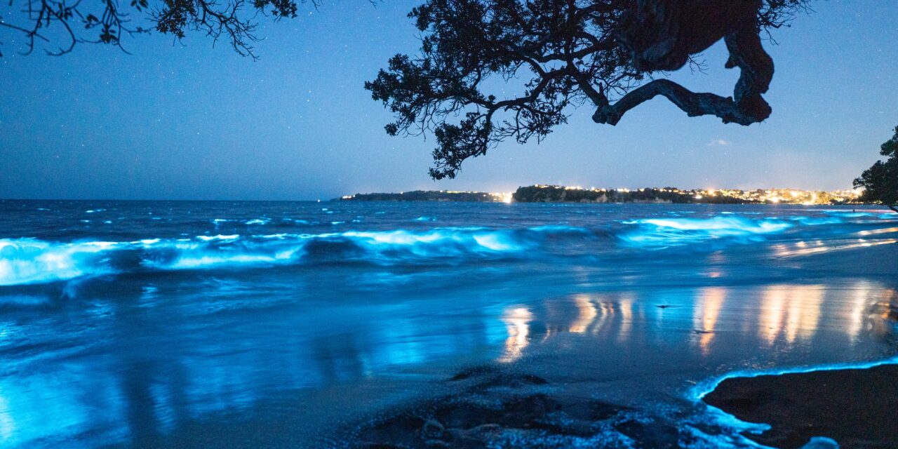 ઑકલેન્ડના Stanmore Bay ખાતે બાયોલ્યુમિનેસન્સના અદ્ભુત દ્રશ્યોથી દર્શકો સ્તબ્ધ