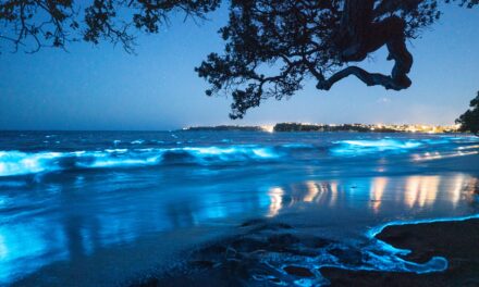 ઑકલેન્ડના Stanmore Bay ખાતે બાયોલ્યુમિનેસન્સના અદ્ભુત દ્રશ્યોથી દર્શકો સ્તબ્ધ