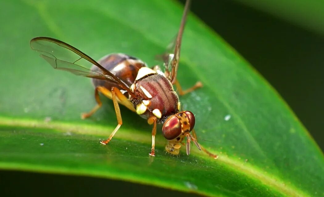 માઉન્ટ રોસ્કીલમાં બાયોસિક્યુરિટી એલર્ટ, ક્વીન્સલેન્ડ ફ્રૂટ ફ્લાય મળતા ફળો અને શાકભાજીના હેરફેર પર પ્રતિબંધ