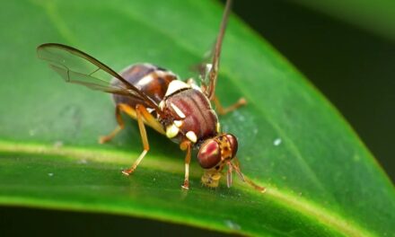 માઉન્ટ રોસ્કીલમાં બાયોસિક્યુરિટી એલર્ટ, ક્વીન્સલેન્ડ ફ્રૂટ ફ્લાય મળતા ફળો અને શાકભાજીના હેરફેર પર પ્રતિબંધ