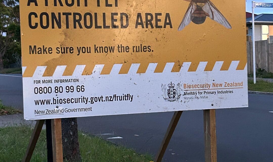 ઓકલેન્ડના પાપાટોઈટોઈમાં ‘ઓરિએન્ટલ ફ્રુટ ફ્લાય’ દેખાતા ફફડાટ