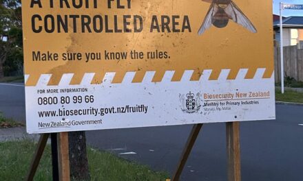 ઓકલેન્ડના પાપાટોઈટોઈમાં ‘ઓરિએન્ટલ ફ્રુટ ફ્લાય’ દેખાતા ફફડાટ