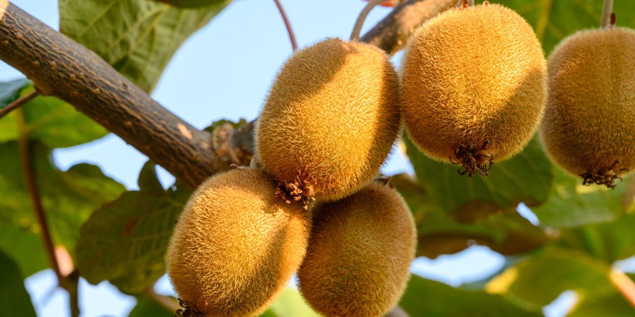 Te Puke: વધુ એક કંપનીનું ઉઠમણું, IRDના $1.5 મિલિયન ચૂકવવાના બાકી