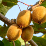 Te Puke: વધુ એક કંપનીનું ઉઠમણું, IRDના $1.5 મિલિયન ચૂકવવાના બાકી