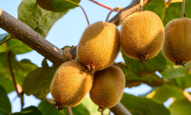 Te Puke: વધુ એક કંપનીનું ઉઠમણું, IRDના $1.5 મિલિયન ચૂકવવાના બાકી